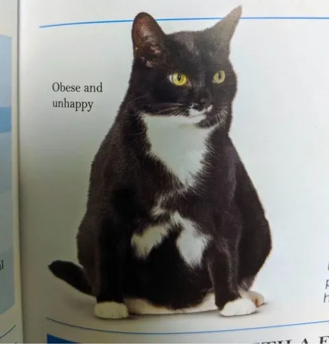 Obese and Unhappy Cat