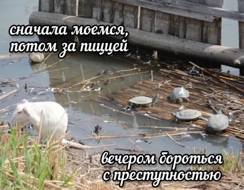 Сначала моемся, потом за пищей