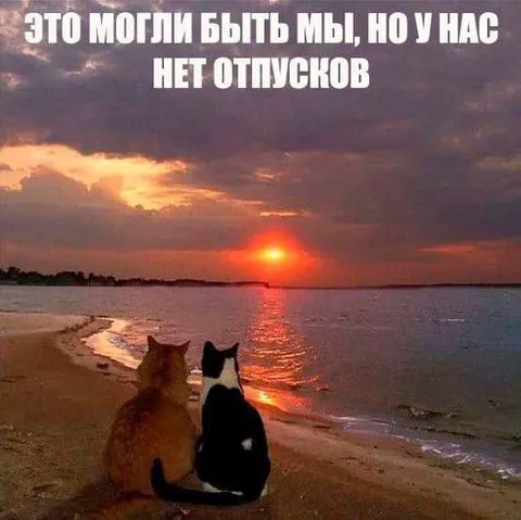 Коты без отпуска на закате