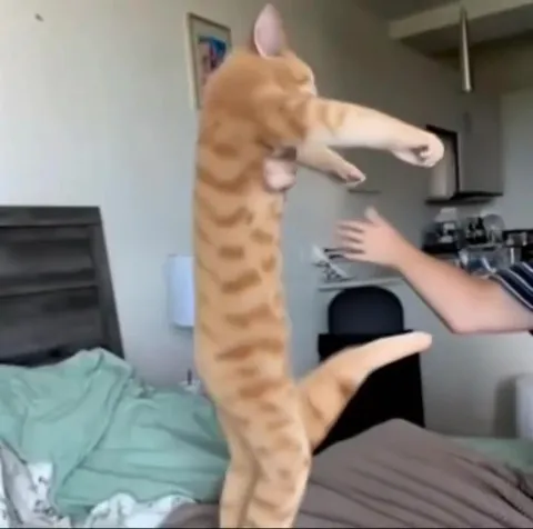 Кот танцует на руках