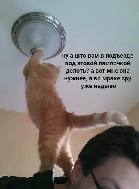 Кот чинит лампочку в подъезде