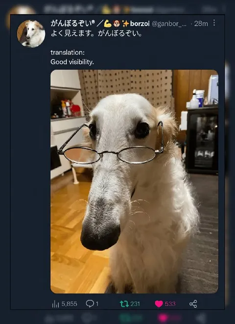 メガネでよく見える犬