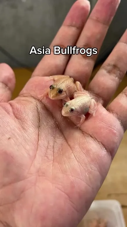 Fourteen Frog Breeds Showcase