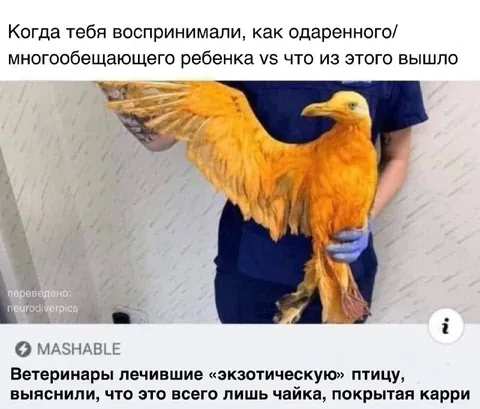 Одарённый ребёнок и чайка
