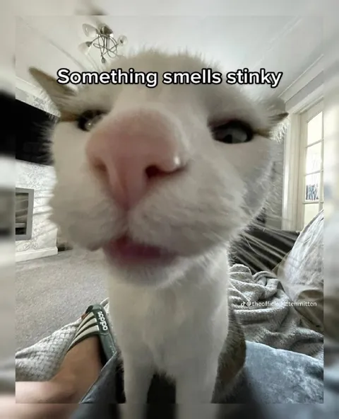 Something Smells Stinky Cat