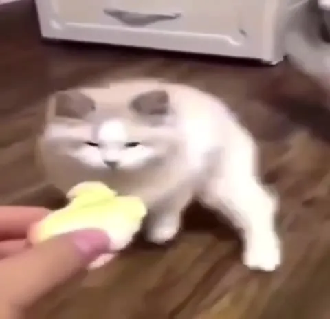 Коты подозрительно нюхают еду