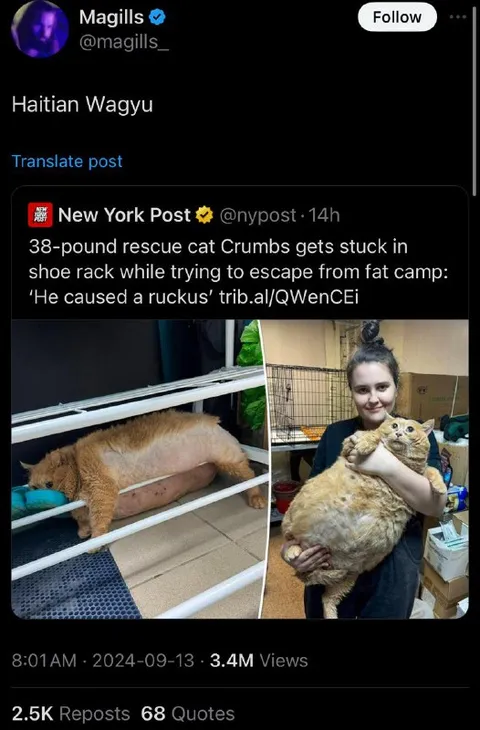 Haitian Wagyu Rescue Cat