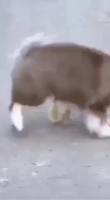 Котёнок среди гусей