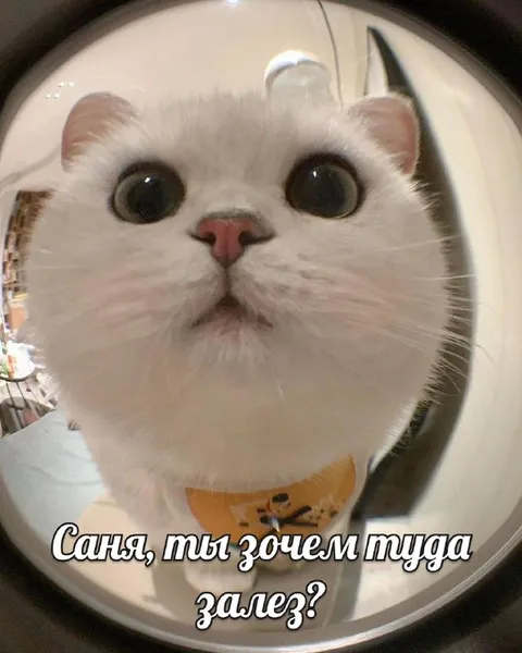 Кот в дверном глазке