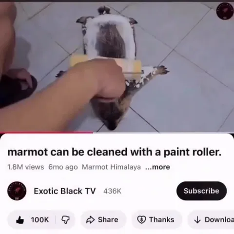 Marmot Cleaned With Paint Roller
