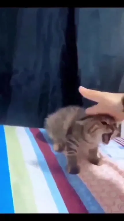 Котёнок, который блеет как овца