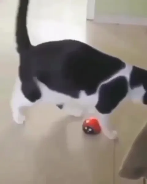 Кот испугался игрушечной покеболы