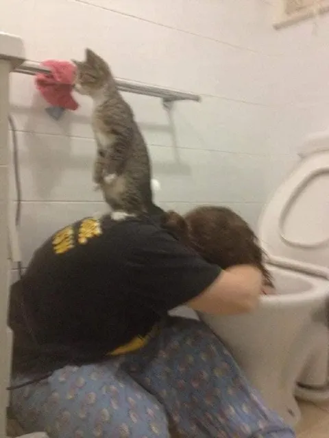 Кот помогает блевать