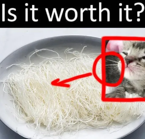 Is It Worth It Cat Noodles