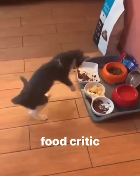 Kitten Food Critic