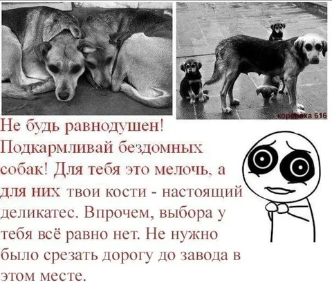 Подкармливай бездомных собак