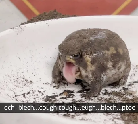 Disgusted Toad Coughing