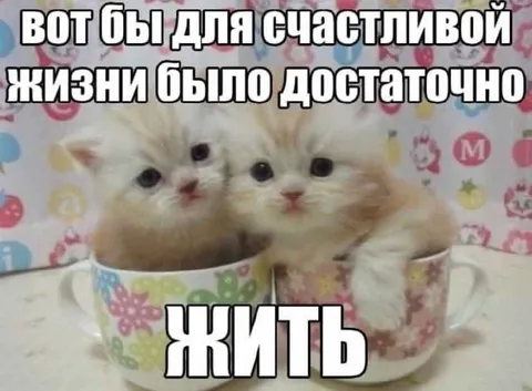 Котята для счастливой жизни