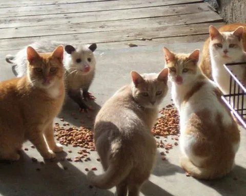 Коты смотрят с осуждением