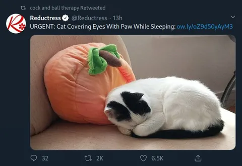Cat Covers Eyes While Sleeping