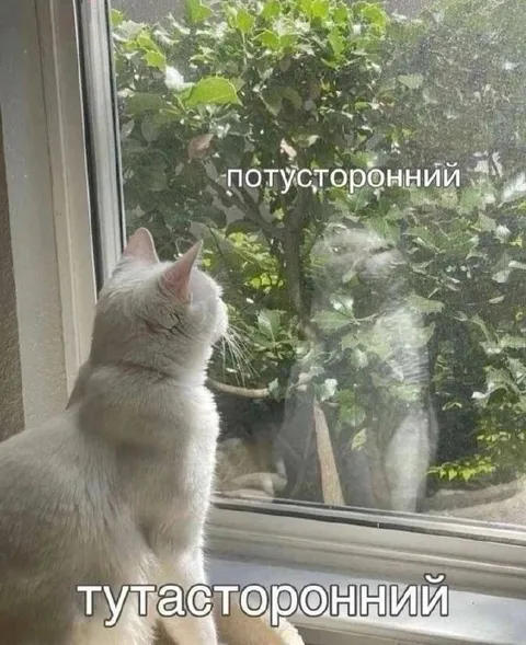 Кот между мирами