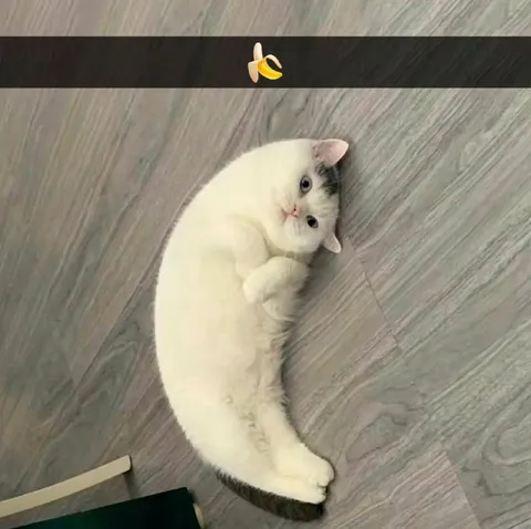 Кот с бананом