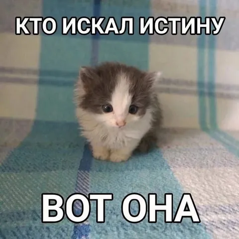 Котёнок искал истину