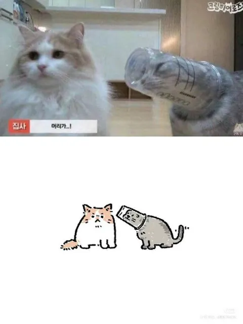 고양이에게 물병 씌우기