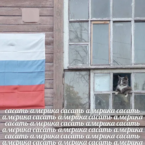 Кот призывает сосать Америку