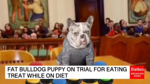 Bulldog on Trial for Eating Treats