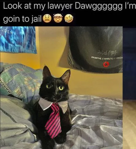 Look at My Lawyer Dog