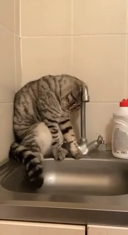 Кот задумался у крана
