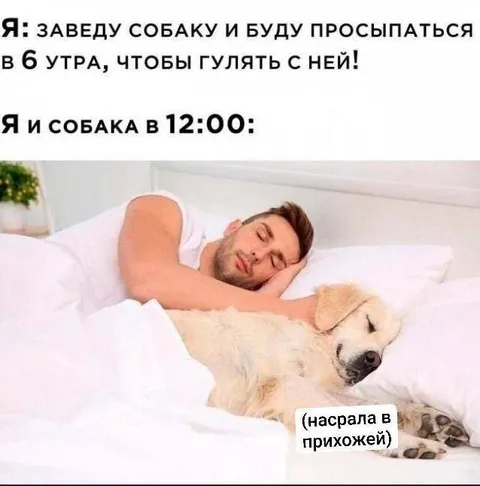 Собака и прогулка в 12:00