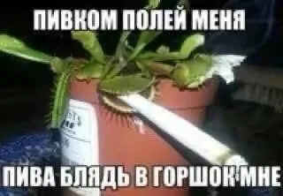 Полей меня пивком