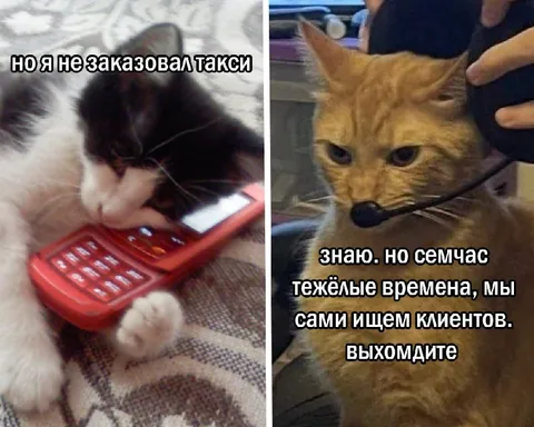 Кот не заказал такси