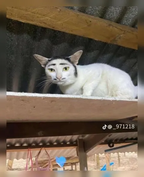 Кот с человеческим лицом
