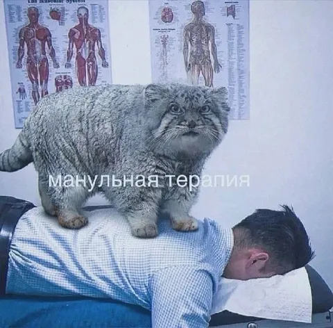 Мануальная терапия котом
