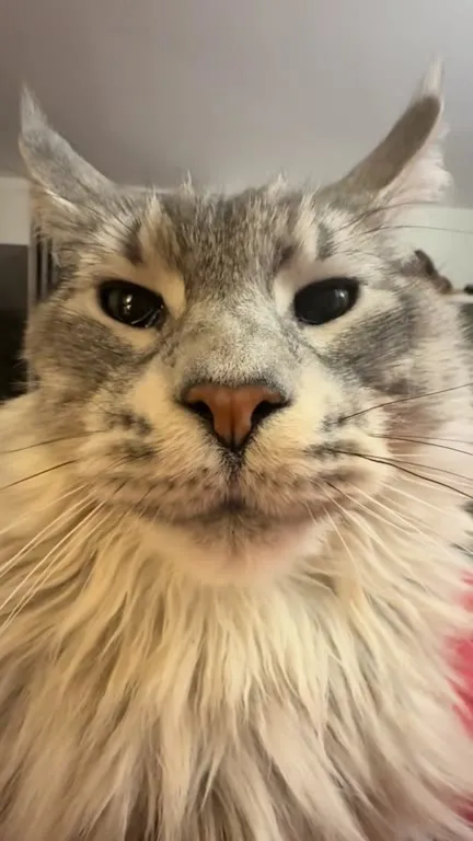 Кот пристально смотрит