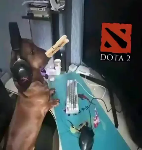 Собака играет в Dota 2