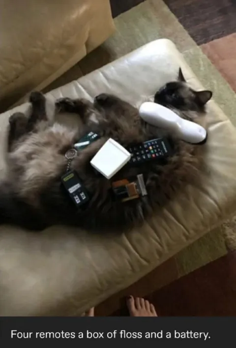 Cat With Too Many Remotes