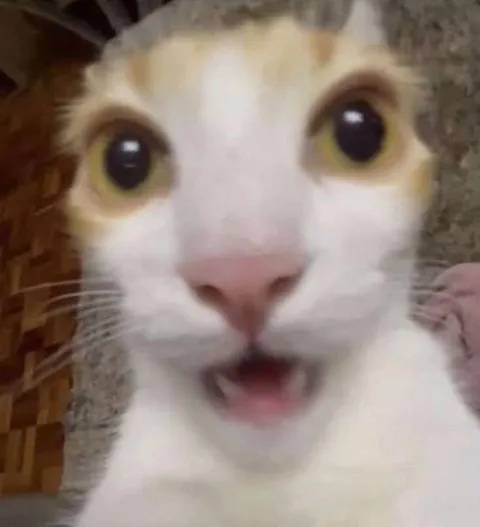 Удивлённый кот крупным планом
