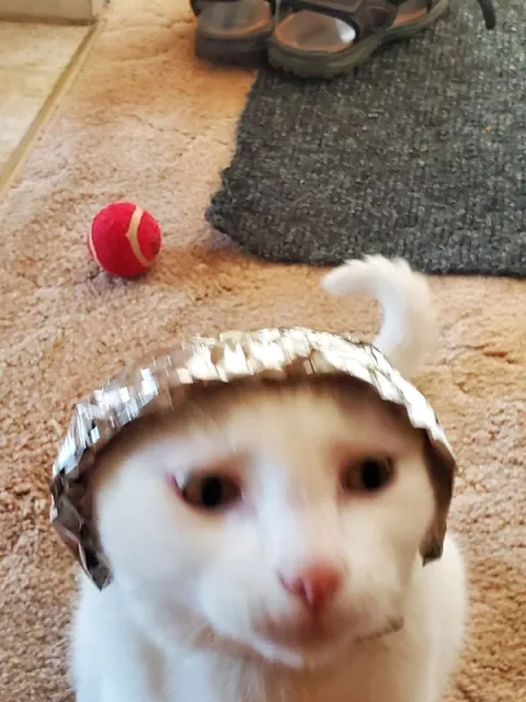 Кот в шапочке из фольги