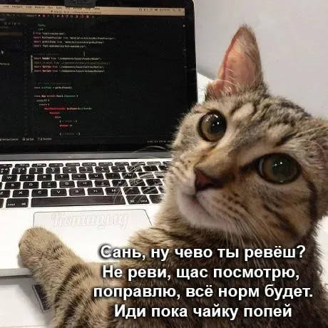Кот утешает плачущего программиста