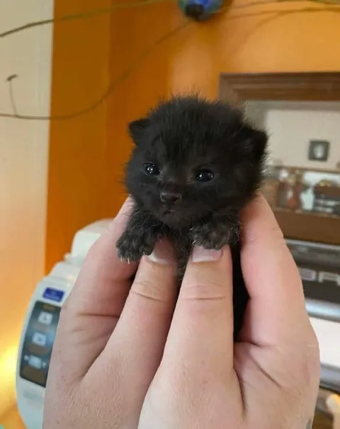 Крошечный чёрный котёнок