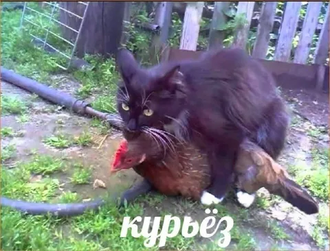 Кот верхом на курице