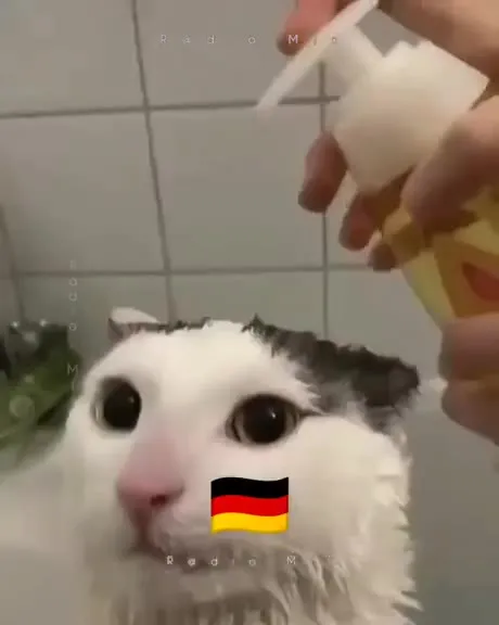 Коты переживают банный день