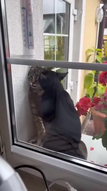 Кот душит друга под музыку