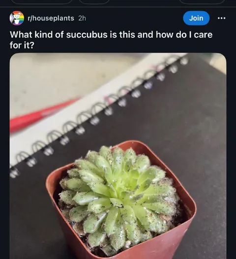 What Kind of Succulent Is This?