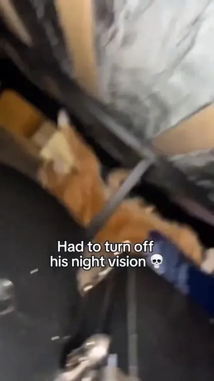 Cat Turns Off Night Vision
