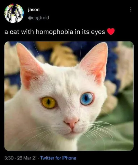 Cat With Homophobia in Its Eyes